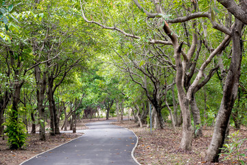Fototapeta premium shady bicycle way in the park