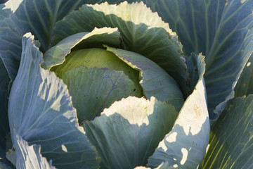 Closeup of green fresh cabbage with leafs in the autumn garden