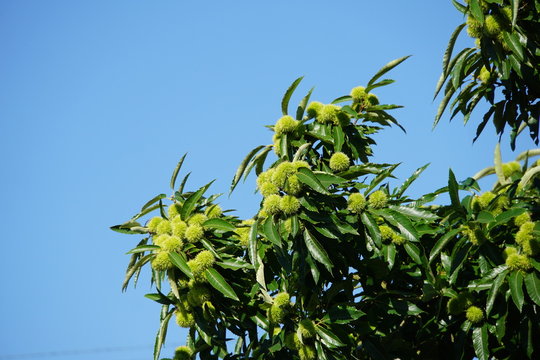 Kastanienbaum mit Früchten