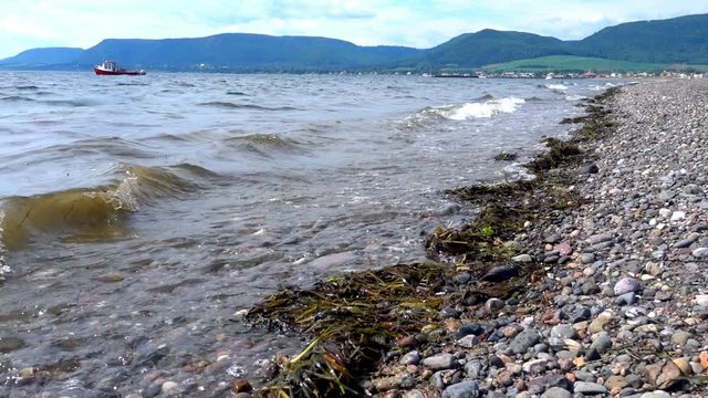 Sea Shores Waves and Algae in Slow Motion