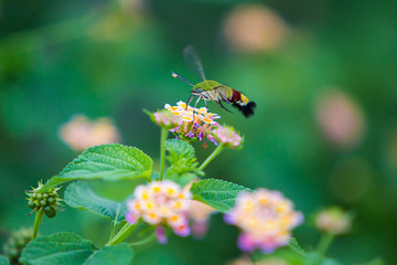 Sphingidae, known as bee Hawk-moth, enjoying the nectar of a yellow flower. Hummingbird moth. Calibri moth.