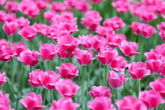 Magenta tulips planted on Yelagin Island in St. Petersburg