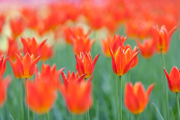 Red tulips planted on Yelagin Island in St. Petersburg