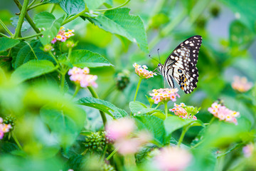 Papilio butterfly or common lime butterfly clap the wings