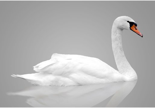 White swan floats in water. bird isolated over gray background