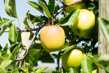 Bio Äpfel am Ast