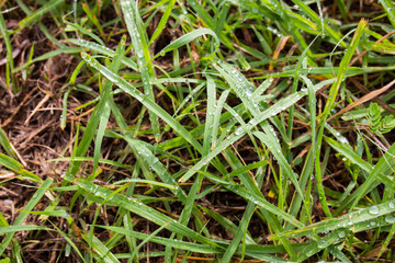 Close up of fresh thick grass with water drops in the early morning