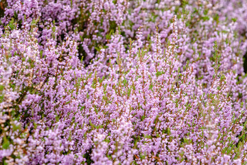 Obraz premium Detail of a flowering heather plant in dutch landscape