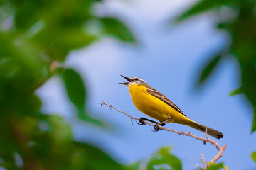 Male Yellow Wagtail (Motacilla flava)
