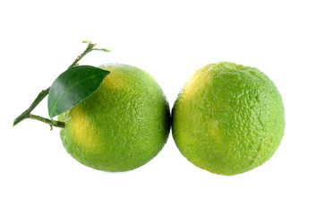 Citrus medica Linn on white background