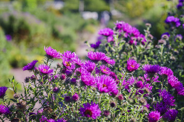 Beautiful garden with flowers