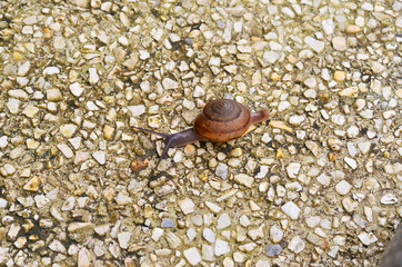 snail on gravel background