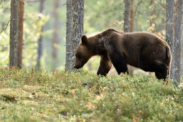 bear walking in forest