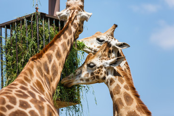 Giraffes feeding in a park