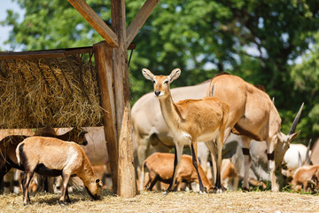 Antelopes eat hay