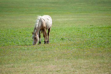 Fototapeta premium A lone white horse grazing on a green meadow
