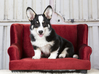 Fototapeta na wymiar Welsh corgi pembroke puppy portrait. Image taken in a studio.