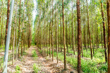 Obraz premium eucalyptus plant field