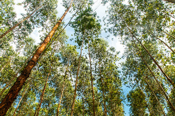Fototapeta premium eucalyptus plant field