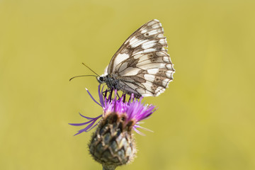Nymphalidae - Melanargia galathea