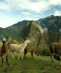 Machu Picchu and alpacas