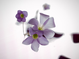 translucent purple flower before white background