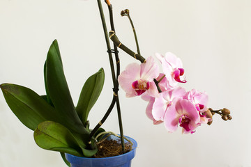 blooming pink orchid with leaves on a light background