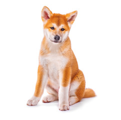 Akita Inu purebred puppy dog isolated on white background. Shiba inu