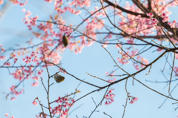 beautiful bird on Cherry blossom flower or Himalayan Cherry flow