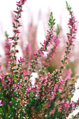 Obraz premium Calluna vulgaris Aphrodite