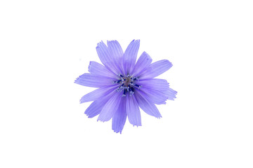 Chicory flower isolated on a white background. Medical herb series.
