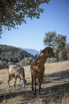 Goats Feeding in Tree, Grazing. South Turkey, Taurus Mountains 