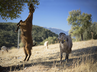 Goats Feeding in Tree, Grazing. South Turkey, Taurus Mountains 
