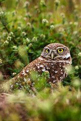 Burrowing Owl, Athene cunicularia, night bird with grass nature. Beautiful bird in the nature habitat, Florida, USA. Owl sitting near nest hole.