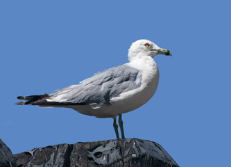 Ring-billed gull (Larus delawarensis), New York, USA