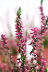 Calluna vulgaris Aphrodite