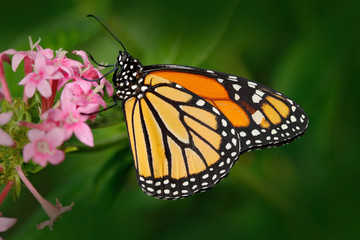 Fototapeta premium Monarch, Danaus plexippus, butterfly in nature habitat. Nice insect from Mexico. Butterfly in the green forest. Butterfly sitting on the leave. Beautiful orange butterfly with open wing.
