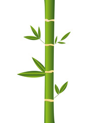 bamboo natural plant isolated vector illustration design