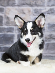 Welsh Corgi Pembroke puppy portrait. Image taken in a studio.