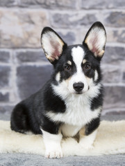 Welsh Corgi Pembroke puppy portrait. Image taken in a studio.