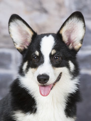 Welsh Corgi Pembroke puppy portrait. Image taken in a studio.