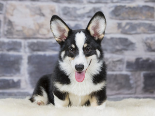 Welsh Corgi Pembroke puppy portrait. Image taken in a studio.