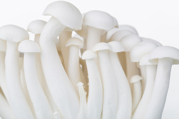Close-up of fresh edible white Shimeji mushrooms on white background