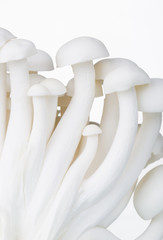 Close-up of fresh edible white Shimeji mushrooms on white background
