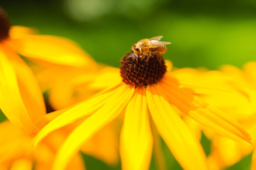 Zdjęcie przedstawia kwiaty ogrodowe, Rudbekie.