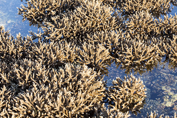 corals exposed during low tide, Nusa Penida, Indonesia