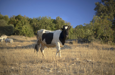 Friesian Cow in Turkey. Taurus Mountains
