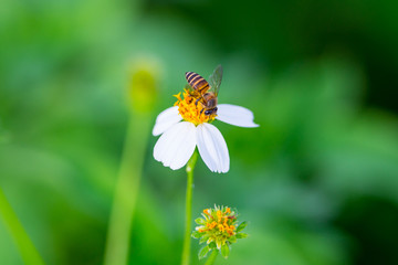 a little bee on a flower.