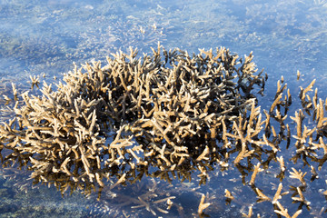 corals exposed during low tide, Nusa Penida, Indonesia
