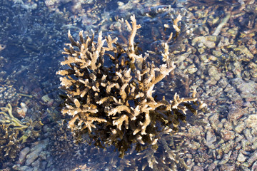 corals exposed during low tide, Nusa Penida, Indonesia